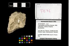 Foto (Objekt + Etikett) von Cracensigillatus acutirostrus (Moericke, 1889)  (NHMW-GEO-2014-0194-0676)